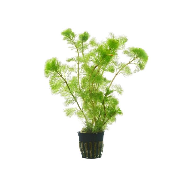 Planta acvariu Cabomba aquatica Stoffels - imagine 4